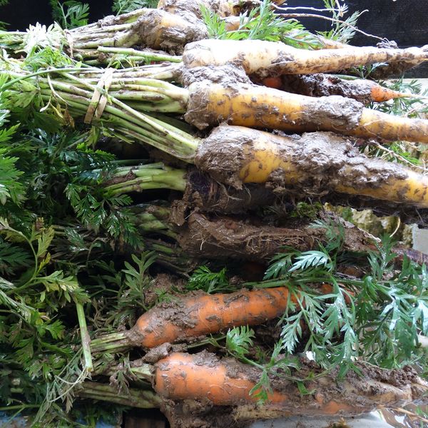 Marché de gros Bir El kassaa: Les légumes exposés sur un sol boueux et sale (Vidéo)