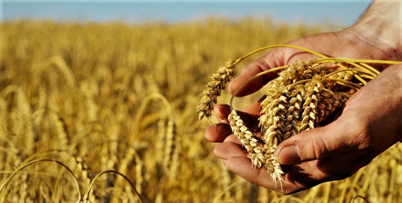 Par A. Ben Gamra : Une flambée des prix de blé dans l’horizon
