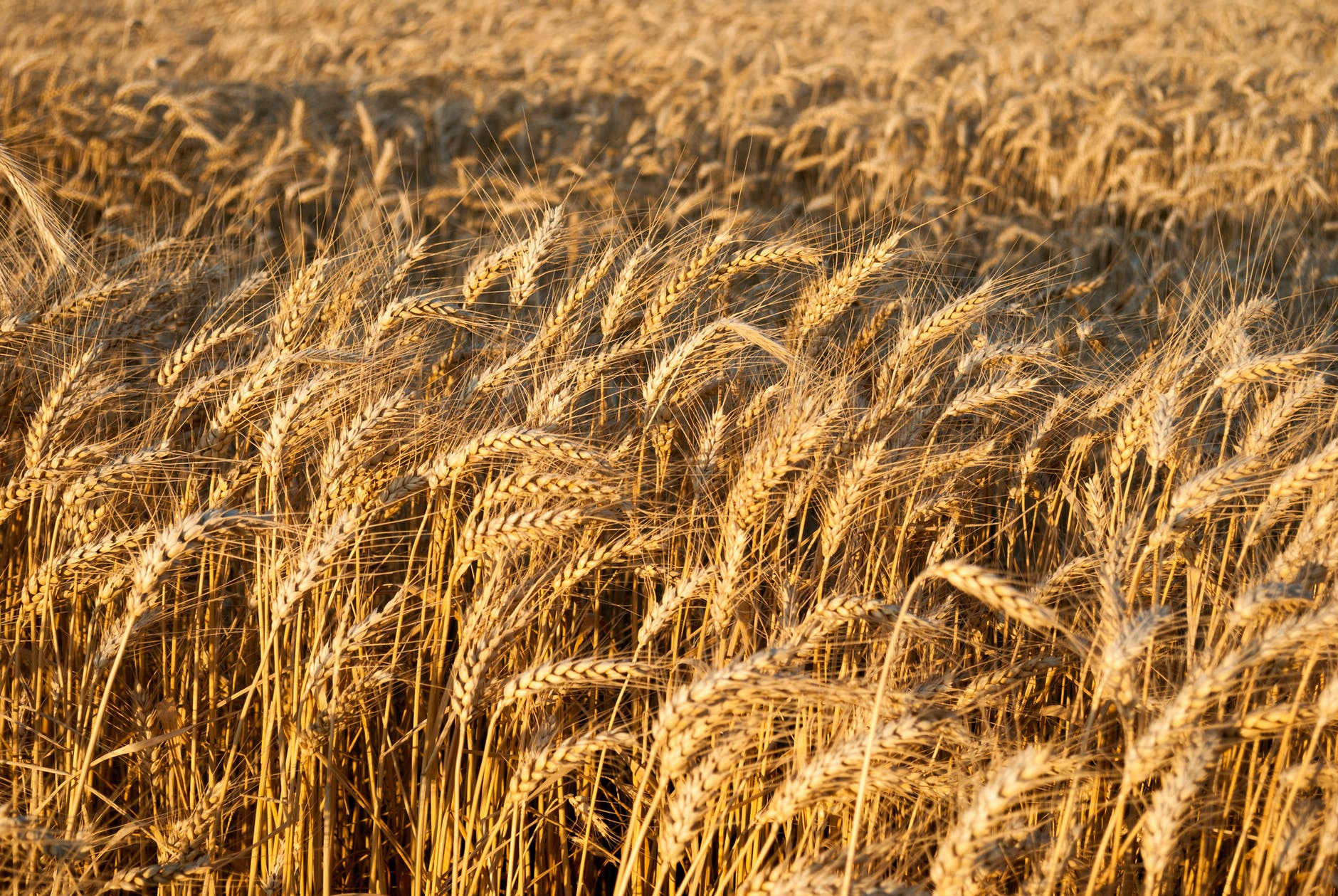 Exclusif: La Tunisie achète du blé tendre et de l’orge fourragère dans le cadre d’un appel d’offres