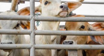 Tunisie-Jendouba : Saisie de deux camions chargés de vaches de contrebande d’une valeur de 168 mille dinars