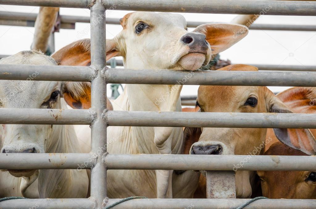 Tunisie-Jendouba : Saisie de deux camions chargés de vaches de contrebande d’une valeur de 168 mille dinars