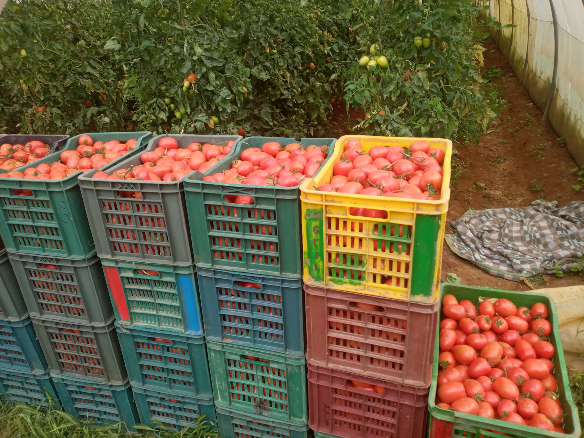 Nabeul: Production record de tomates [Photos+Audio]