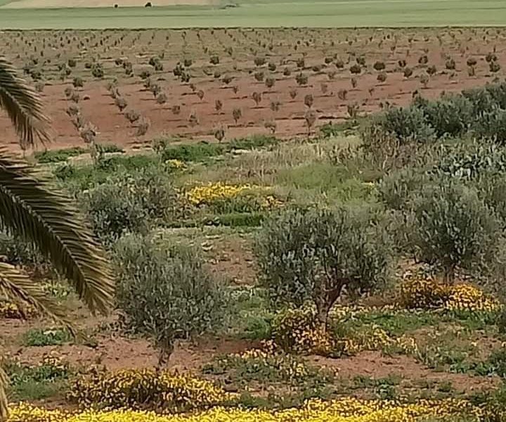 Manouba: Récupération de 510 hectares de terres domaniales [Photos]