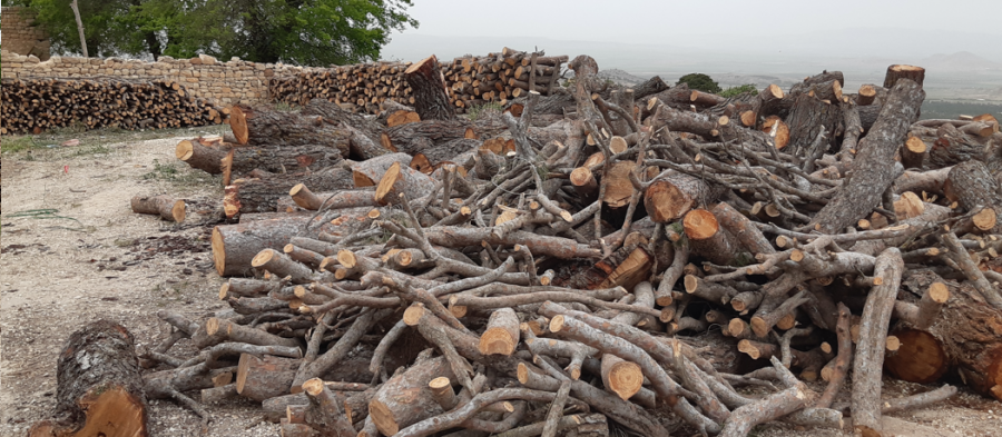 Tunisie – Kasserine : Abattage de 148 arbres de pin d’Alep