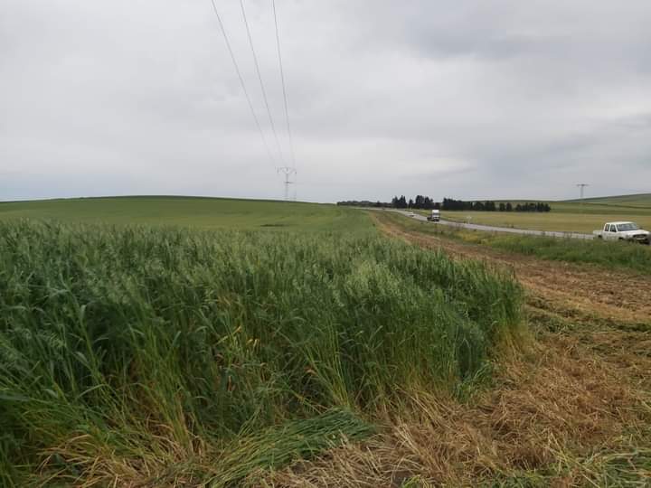 Jendouba : Les préparatifs de la campagne agricole se poursuivent pour assurer une abondante récolte