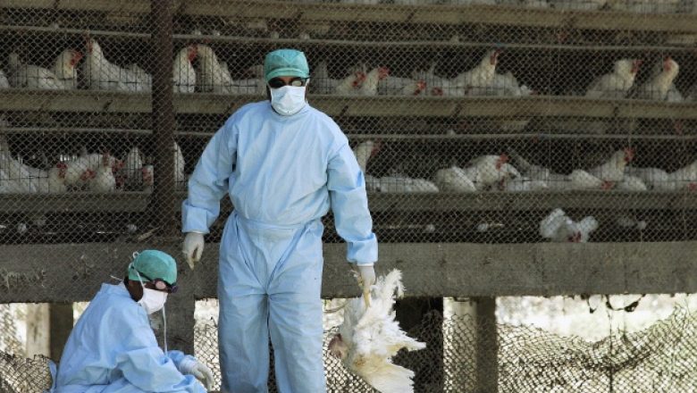 Grippe aviaire aux États-Unis : Une seule ferme abat plus d’un million de volailles