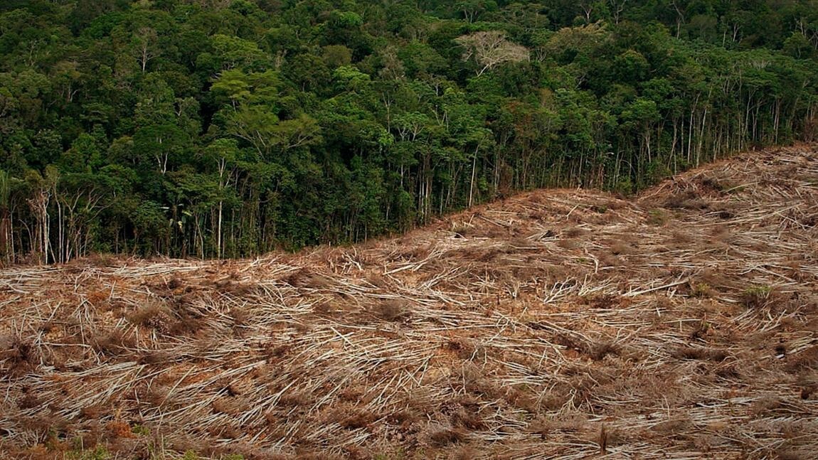 La terre perd 28 millions d’hectares par an à cause de la surconsommation du papier