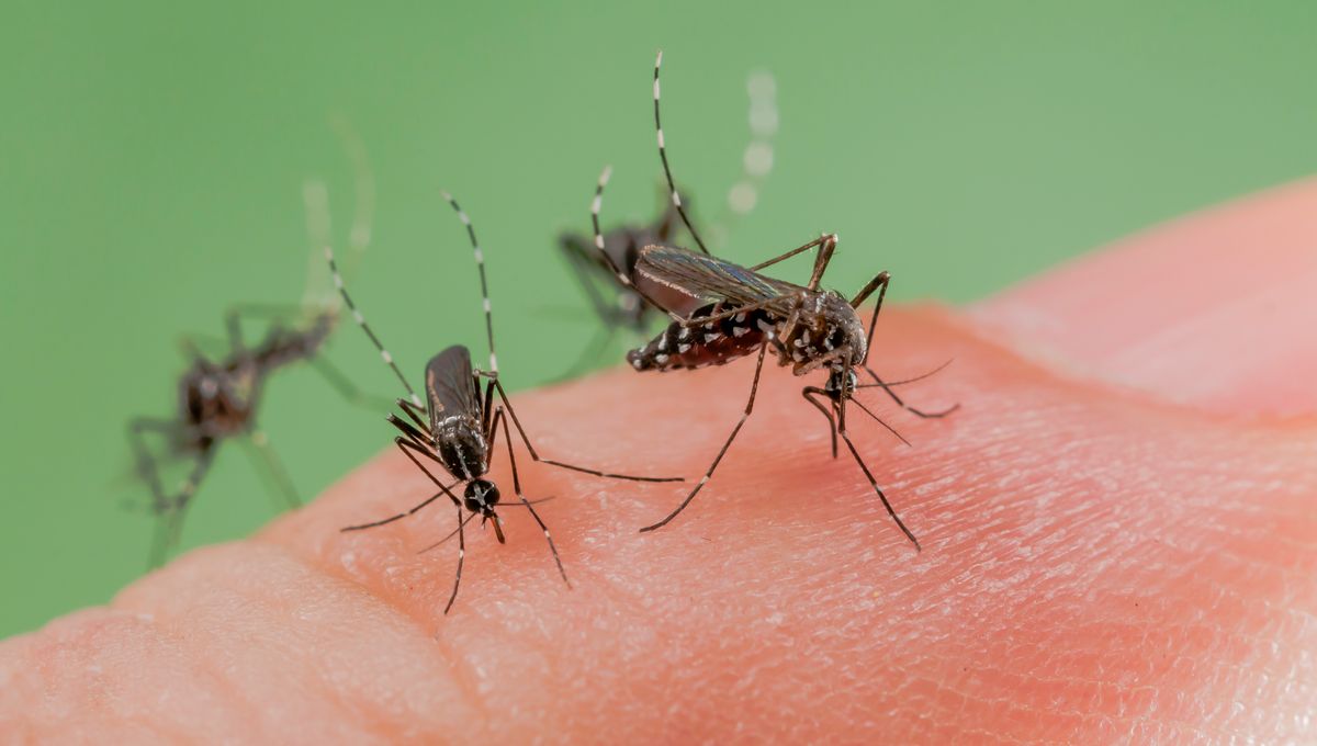 More than 2 billion genetically modified mosquitoes released