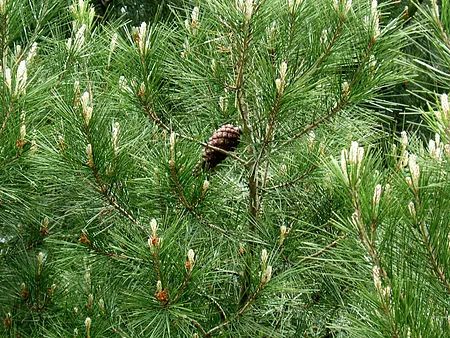 Kasserine : Infection des pins d’Alep par l’insecte “Scolyte”