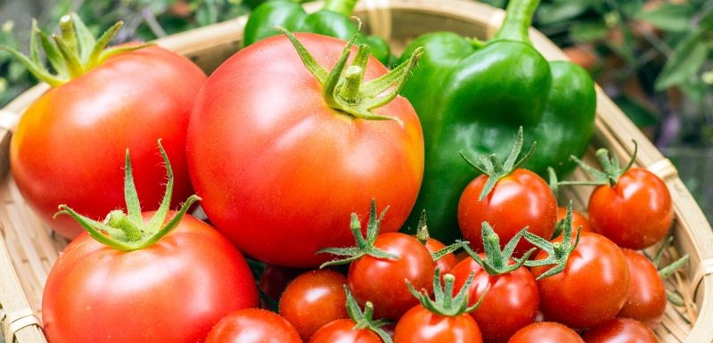 Nabeul-Précipitations: Plusieurs superficies de culture de tomate endommagées