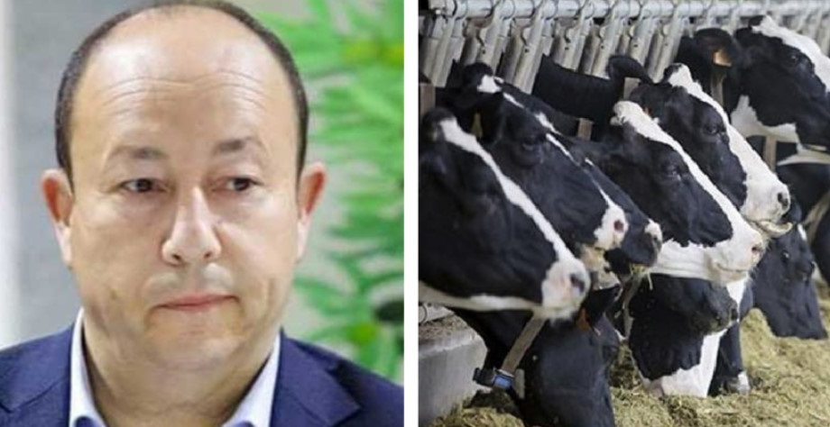 Tunisie – Le secteur laitier va s’effondrer après la perte de 35% du cheptel