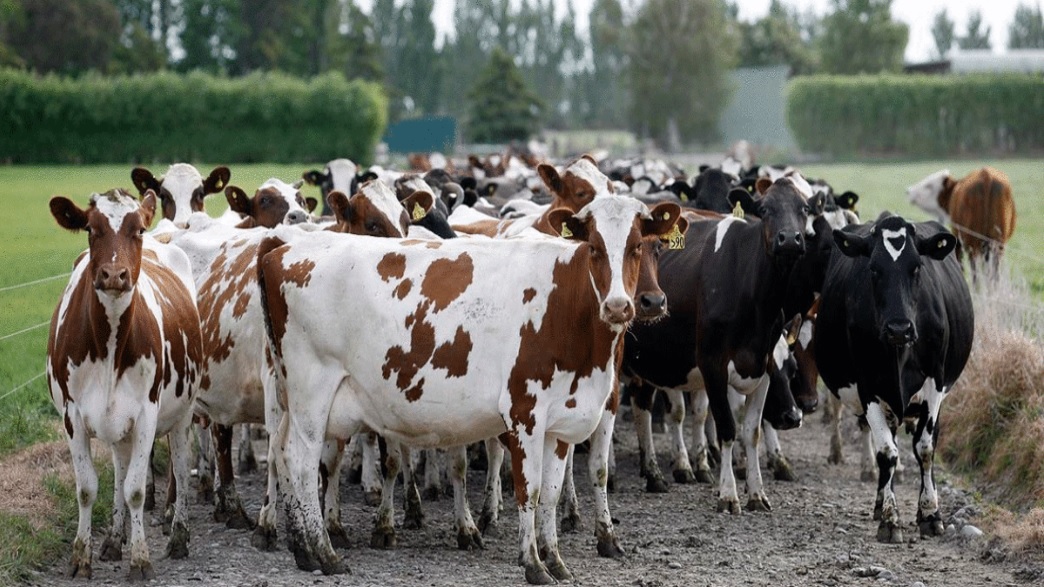 Crise du lait : 56% des agriculteurs ont dû vendre une partie de leur troupeau pour survivre (2/2)