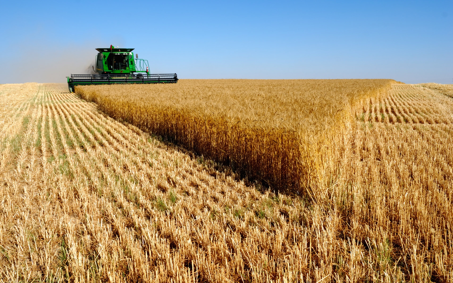 Algérie : Des financements massifs pour cultiver le blé dans le désert et ça paye