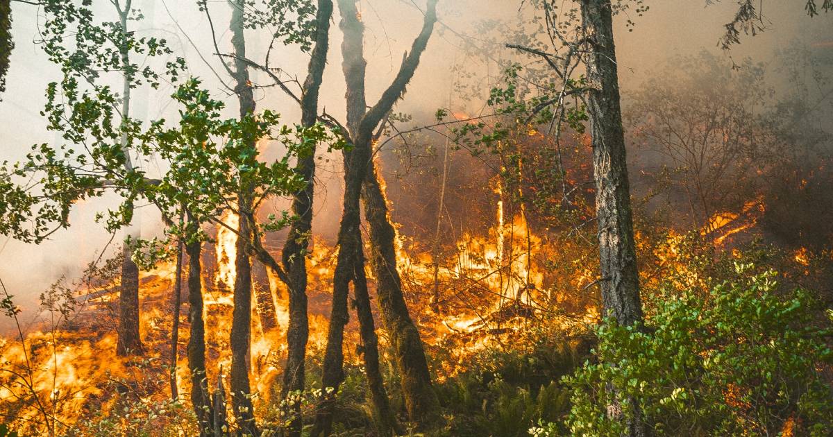 Tunisie – Béja : Un énorme incendie ravage une forêt et menace les champs de blé voisins