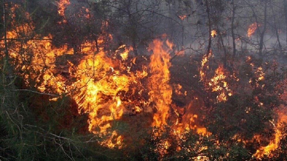 Jendouba: Un incendie se déclare dans un massif forestier