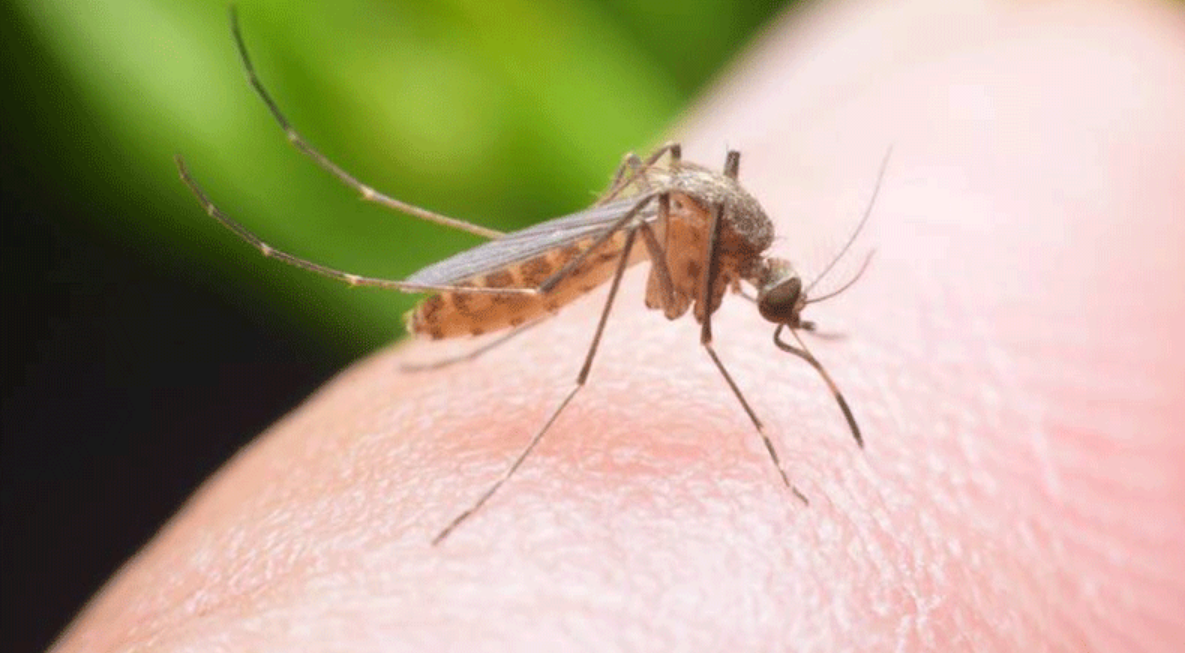 Nabeul: Des campagnes de propreté pour lutter contre les moustiques [Audio]