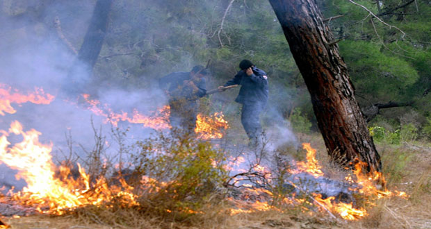 Tunisie: 15 incendies forestiers enregistrés du 19 au 26 juillet