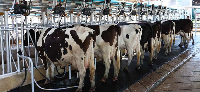 Tunisie – L’UTAP exige une majoration de 715 millimes au litre de lait au niveau de la production
