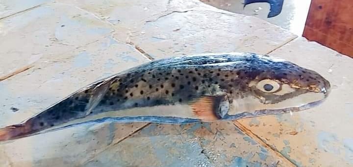 Tunisie – Le poisson lapin repéré dans le golfe de Gabes