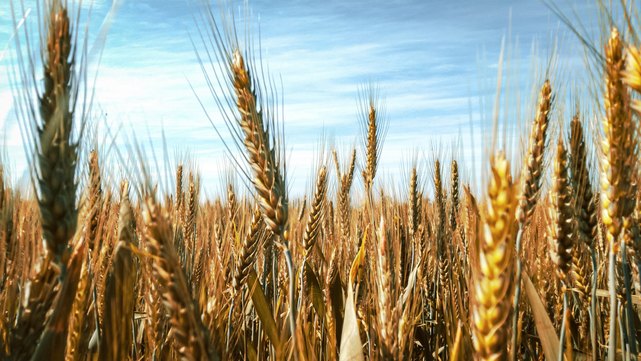 Dernière minute: Nouvelle augmentation des prix des céréales