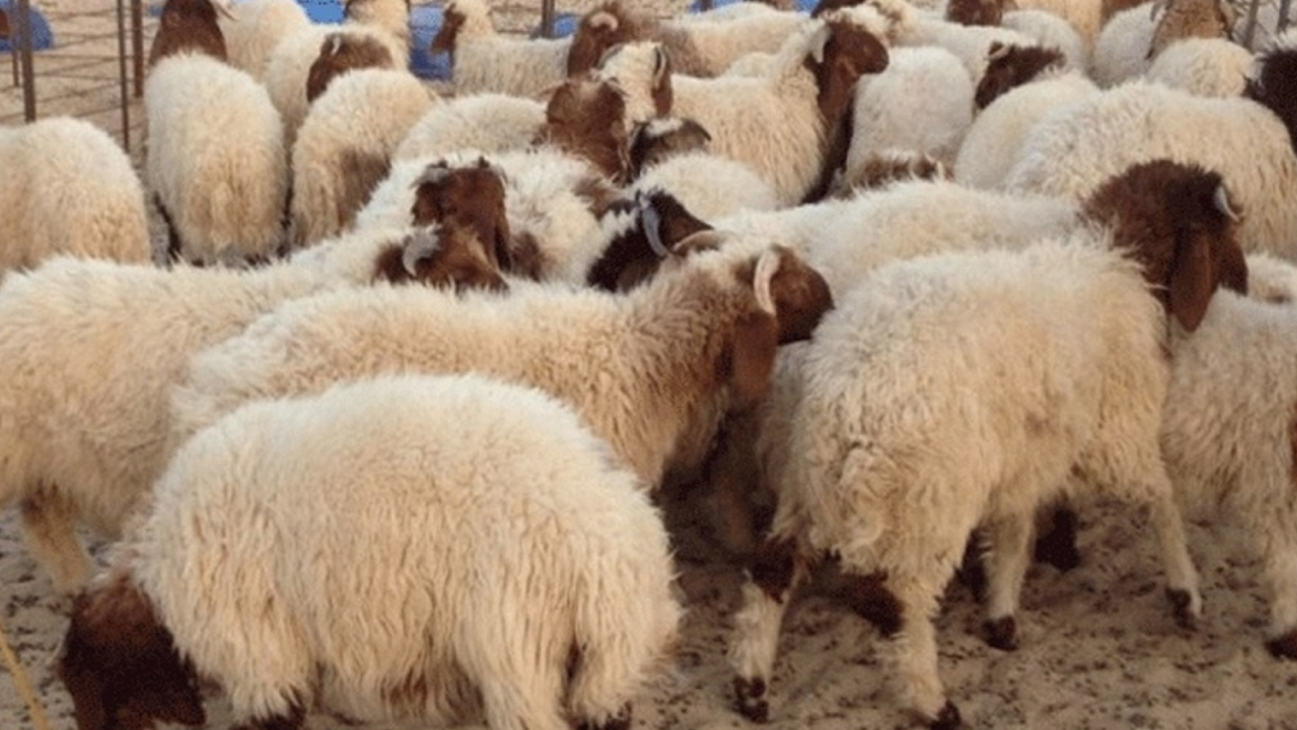 Nabeul: Les prix du mouton du sacrifice continuent de flamber.. [Audio]