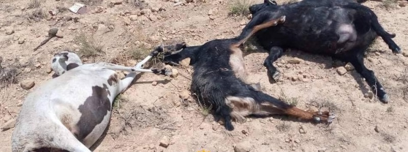 Tunisie – Sbeitla : Les loups attaquent !