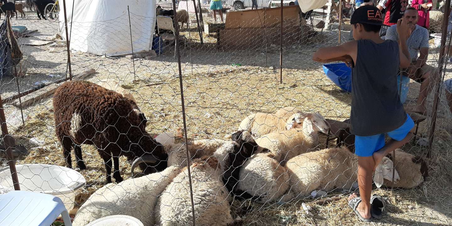 Tunisie – Ben Arous : Mise en place de deux points de vente du mouton de l’Aïd au Kilo