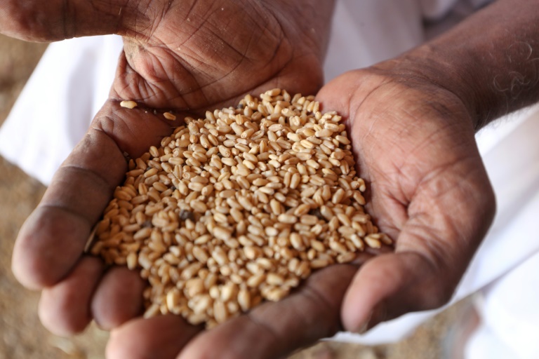 Pénurie du blé: Le Japon au chevet de la Tunisie
