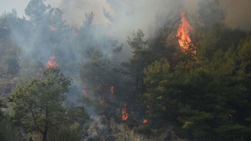 Les incendies de forêt affectent la qualité de vie des Tunisiens
