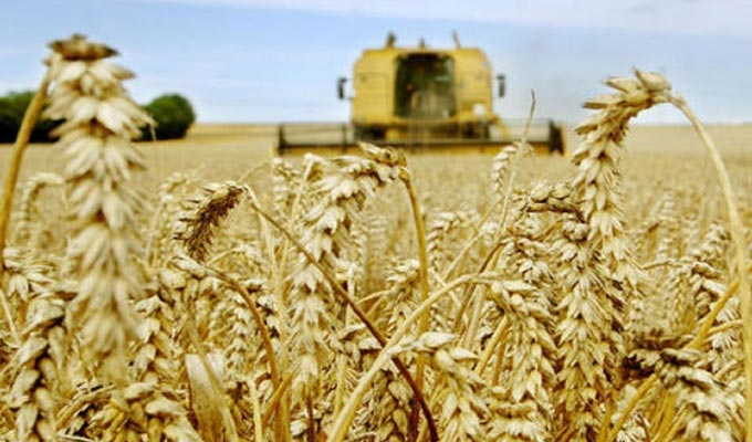 Tunisie – Où est passée la récolte exceptionnelle de blé qu’on nous avait promise ?