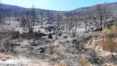 Tunisie – L’incendie de Boukornine a ravagé plus de 500 hectares de forêt