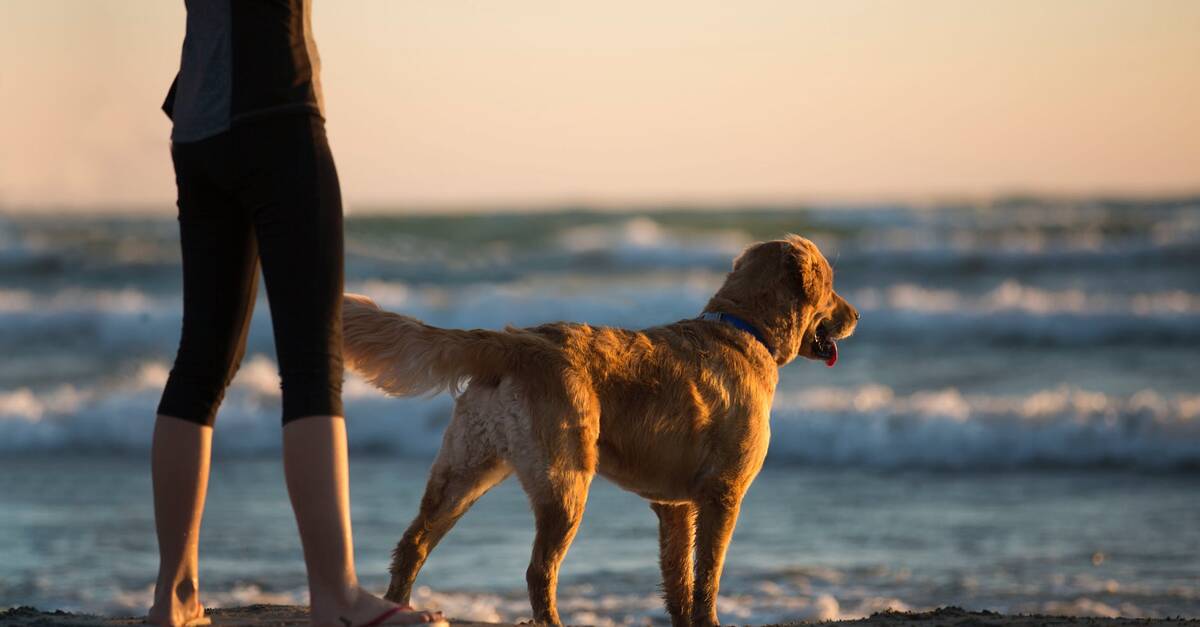 Tunisie – Nabeul : Des amendes pour ceux qui amènent leurs chiens à la plage
