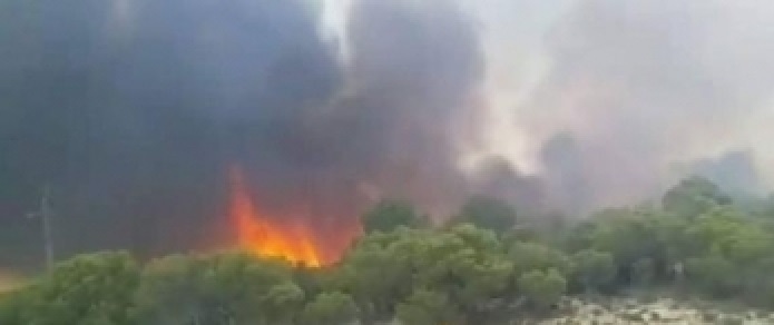 La Tunisie brûle : L’incendie du Djebel Makhich à Sejnane