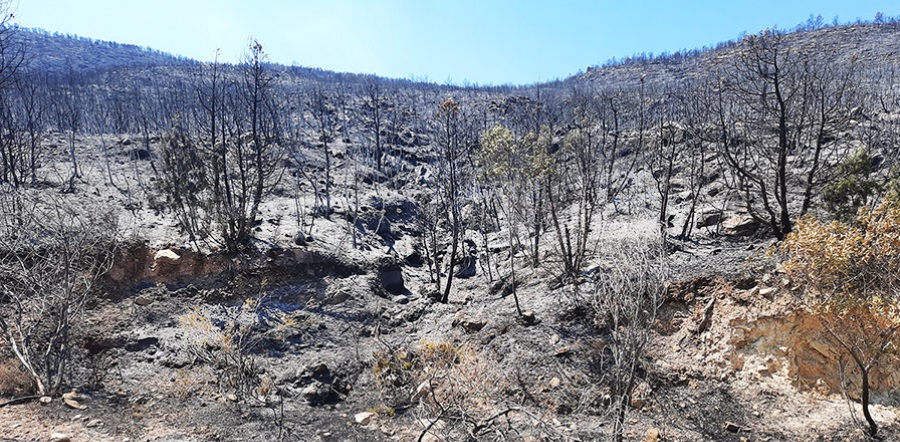 Tunisie – L’incendie du Boukornine complètement maîtrisé