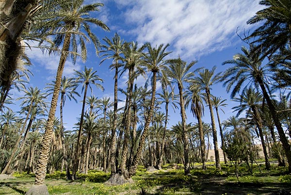 Nabil Hajji: Je pense que même les palmiers sont allés voter à Tozeur