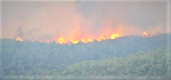 La Tunisie brûle : L’incendie dans la montagne de Nefza continue à ravager des hectares de forêt