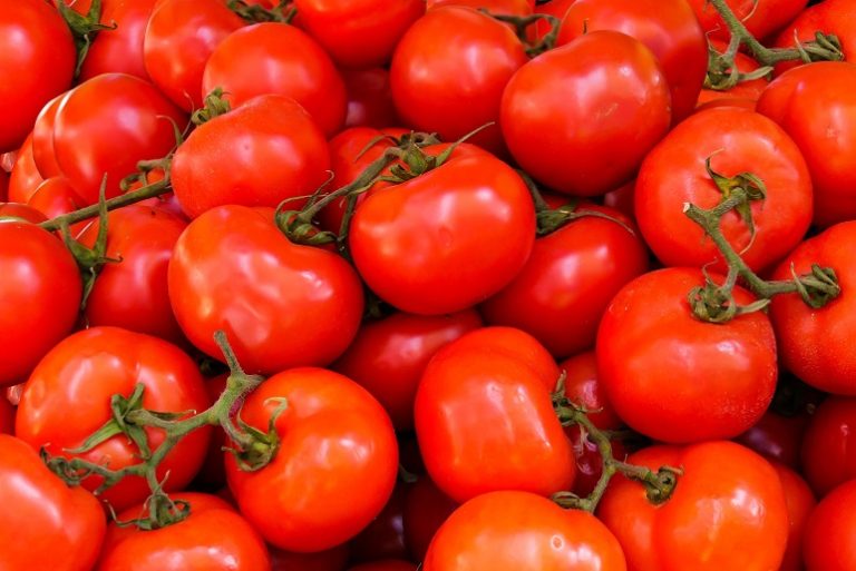 Gafsa: Baisse de la production de tomates [Audio]