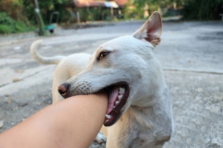 Maroc: Mort d’une Française mordue par des chiens errants