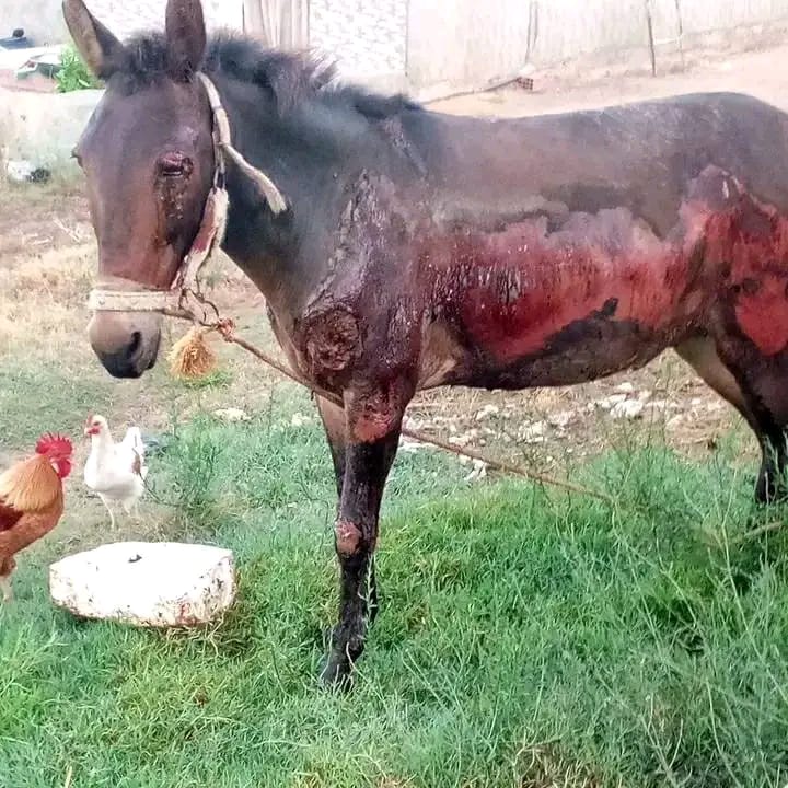 Choquant : Un Tunisien maltraite et frappe violemment son cheval (Photo) !