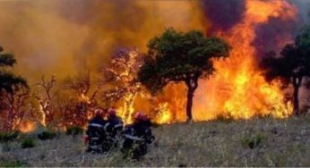 Tunisie : Feu de forêt au Djebel Chehib au Krib