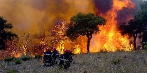Tunisie : Feu de forêt au Djebel Chehib au Krib