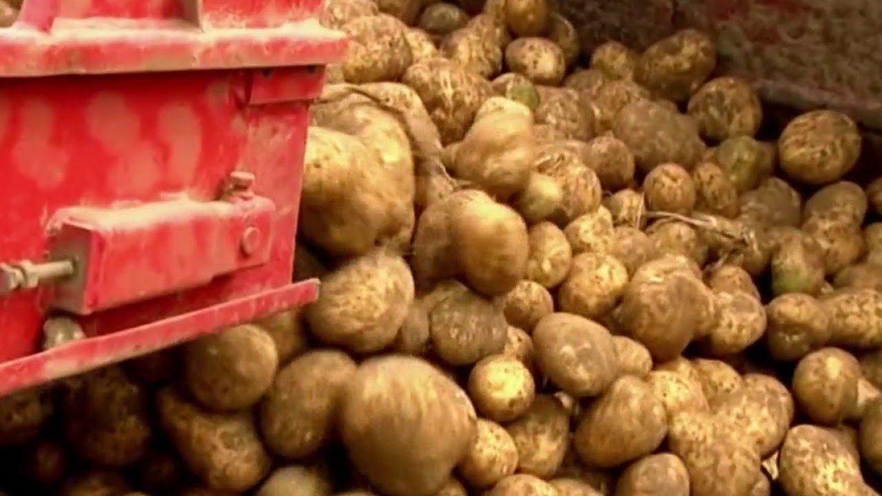 Sfax: Saisie de 70 tonnes de pommes de terre importées