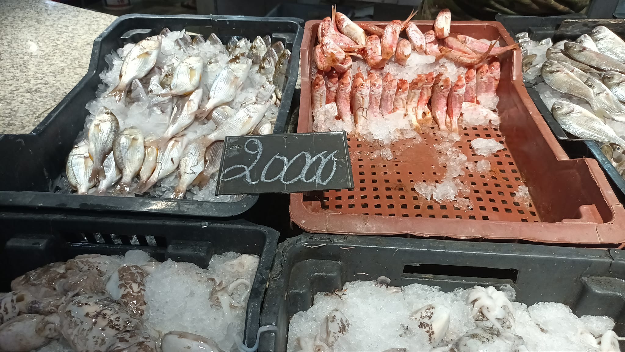 Prix ​​du poisson au marché de Sousse (Photos)