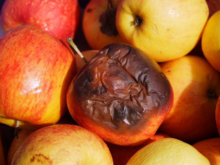 Tunisie: 75% de la récolte de pommes endommagées !