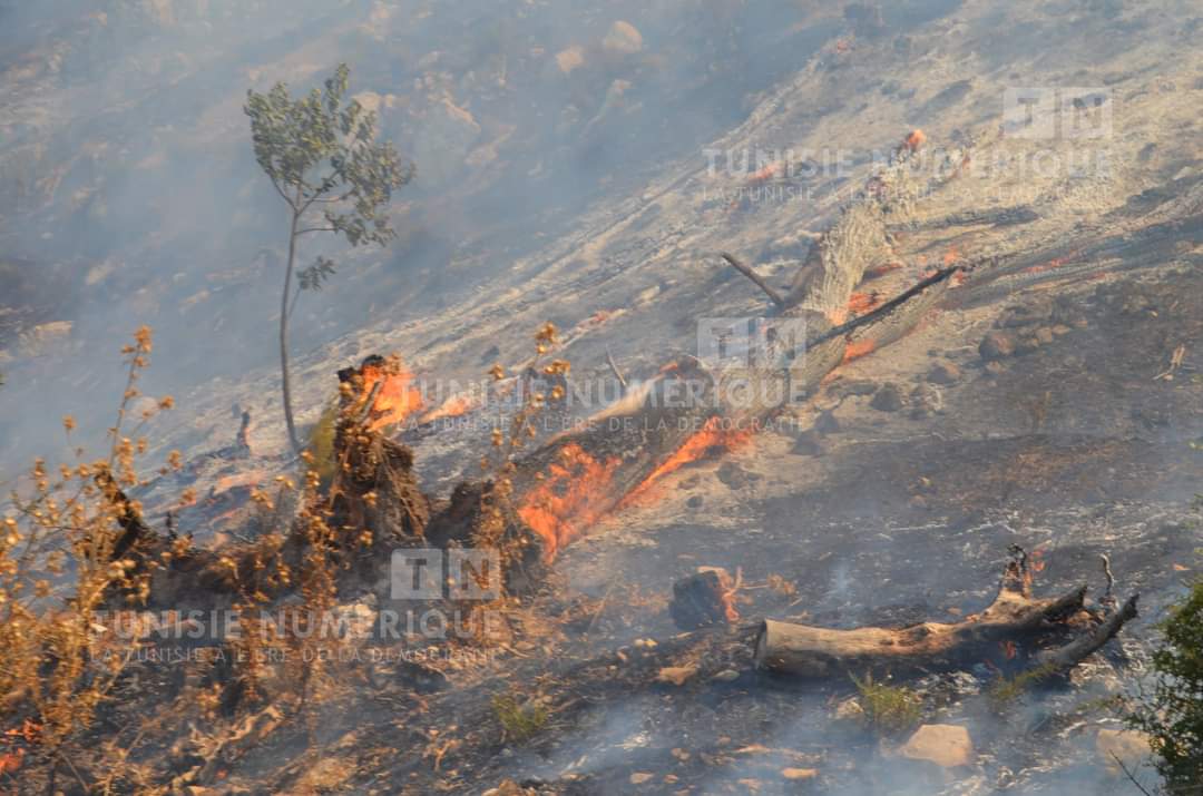 Béja: Un incendie au mont de Nefza a été maîtrisé