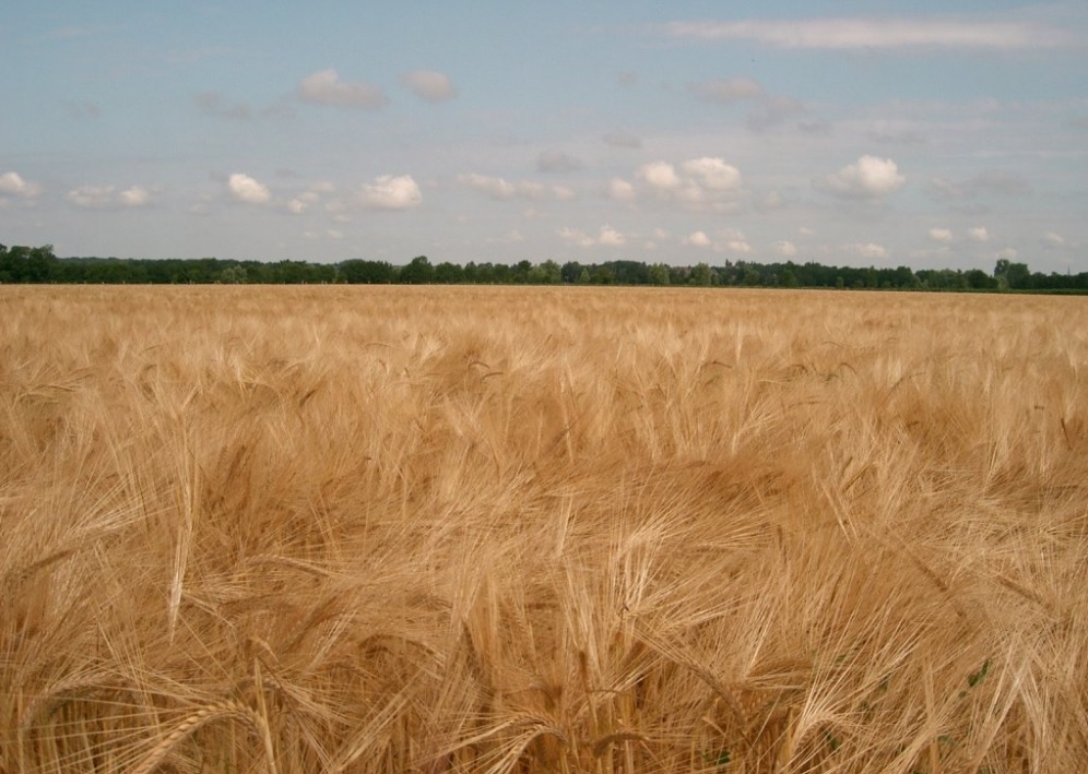 Des dirigeants internationaux appellent à une action immédiate face à la crise alimentaire