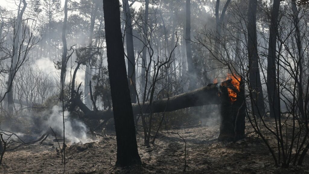 Tunisie – Protection civile : La majorité des feux de forêt sont de cause humaine