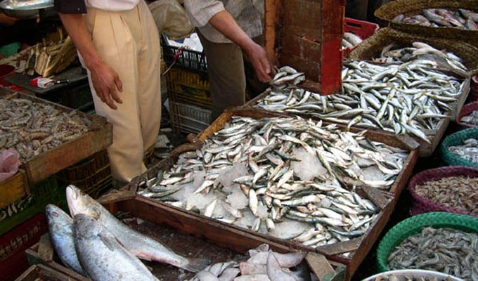 Pêche miraculeuse à Gabès : Crevettes royales et poisson bleu à gogo