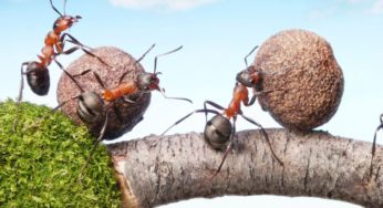 Des chercheurs ont calculé le nombre de fourmis vivant sur Terre