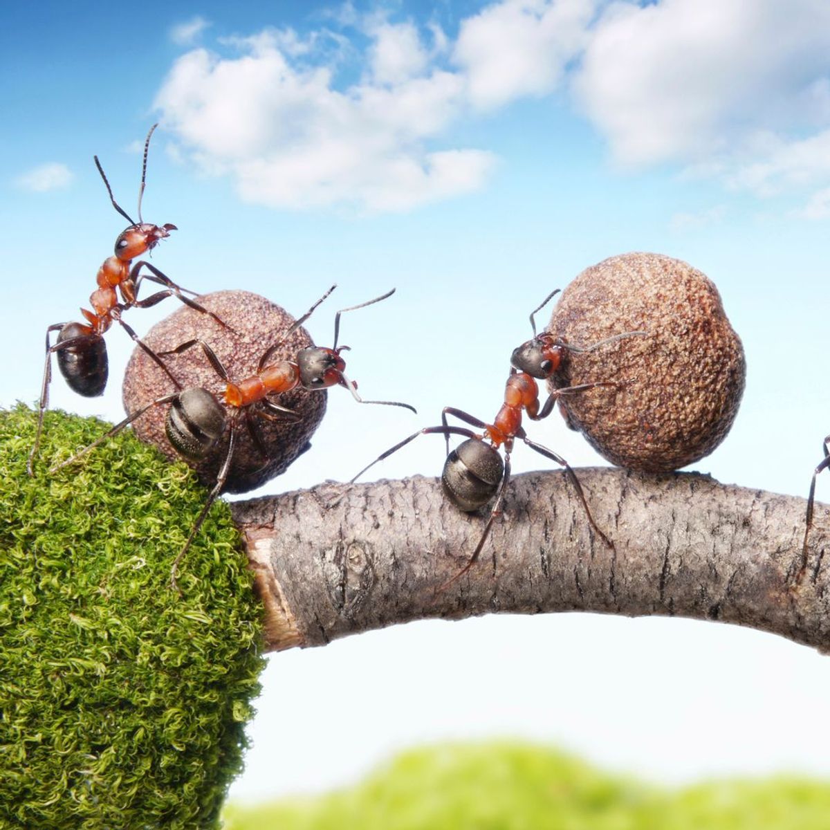 Des chercheurs ont calculé le nombre de fourmis vivant sur Terre